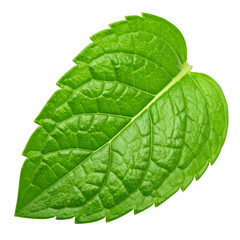 Obraz premium Fresh Green Mint Leaf Isolated on White Background for Culinary Use