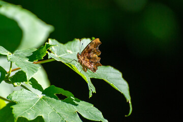 polygonia c-albbum butterfly on leaf