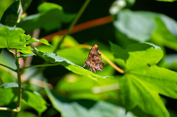 polygonia c-albbum butterfly on leaf
