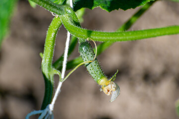 A young cucumber is growing on a vine, still crowned with its withered blossom.