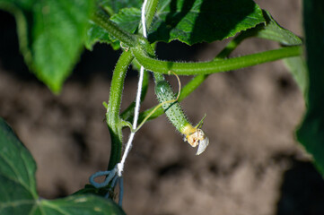 A young cucumber is growing on a vine, still crowned with its withered blossom.