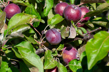 red apples on a branch