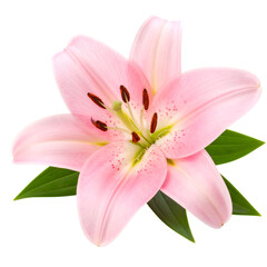 Fototapeta premium Luxurious Pink Lily Bloom Isolated on White Background for Design