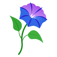 Morning Glory flower on white background