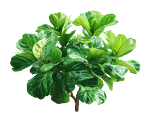 Lush green fiddle leaf fig plant home nature