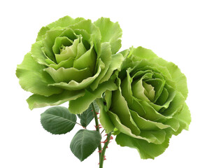 Obraz premium Green roses in bloom nature floral