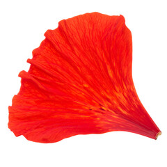 Vibrant Red Flower Petal Isolated on White Background for Design
