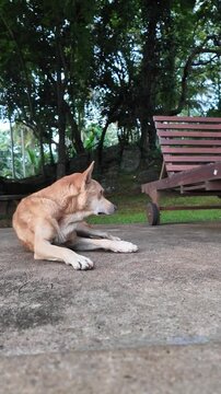  Dog lying down showing signs of neck tremors outdoors