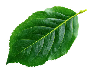 Obraz premium Fresh green leaf nature plant top view