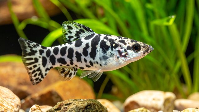 Close-up of a Dalmatian Molly Fish in an Aquarium