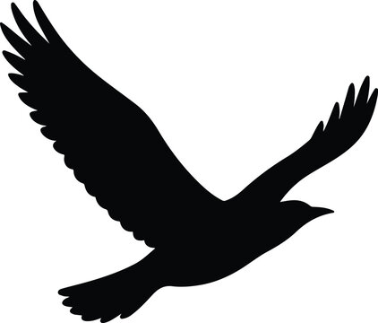 Silhouette bird soaring raven flying black shape vector illustration