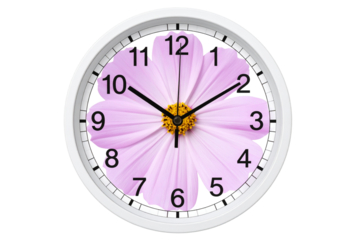 Single Cosmos Flower as the Face of a Minimal Wall Clock, Time and Beauty Fusion, Isolated on Transparent Background