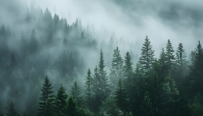 Misty mountain landscape with mysterious fir forest