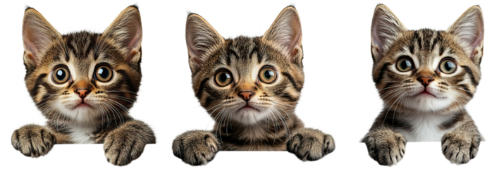 Three adorable tabby kittens with wide eyes and alert expressions are shown looking forward, resting their paws on an unseen surface.