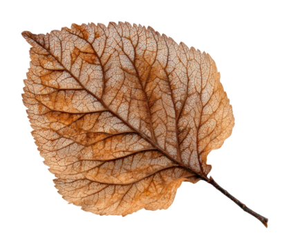 Fallen leaf detail nature scene autumn vibe