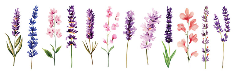 Obraz premium Lavender Wild Field flowers Watercolor illustration Botanical collection of garden plants. Set different wild flowers, branches, herbs and leaves for bouquets and other natural elements for cards