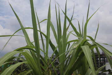 Close-up of lush sugarcane leaves in a field against a cloudy sky