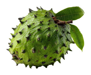 Harvesting fresh soursop fruit tropical garden food