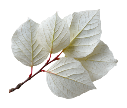 Falling leaves in nature autumn vibes