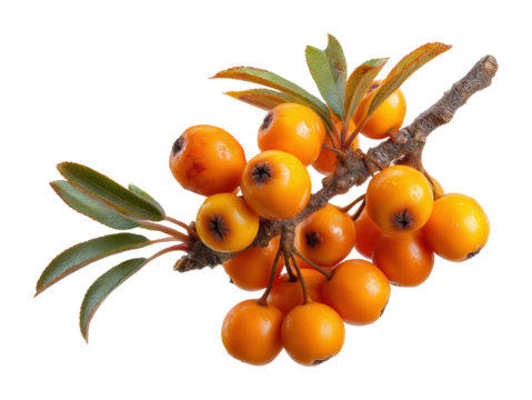 Harvesting sea buckthorn berries nature