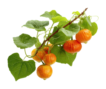 Harvesting colorful kapok fruits tropical garden nature focus