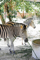 Zebras live and are exhibited in the zoo.