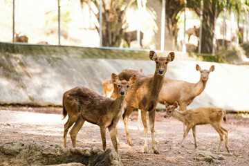 Deer live in the zoo's forest and eat grass.