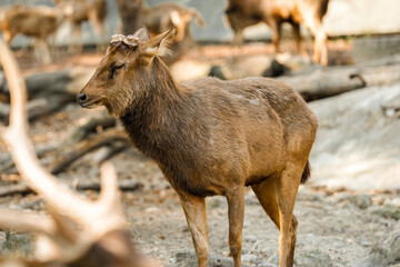 Deer live in the zoo's forest and eat grass.