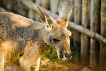 Fototapeta premium Kangaroo with baby joey in the zoo pouch on grass