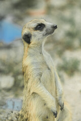 Fototapeta premium Meerkats live in glass tanks at the zoo.