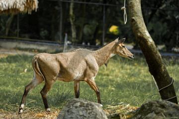 Nilgai Deer standing in a quiet forest surrounded by trees and grass