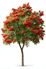 Fototapeta premium Red berries glisten, vibrant rowan tree, full of life and natural beauty