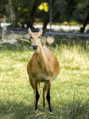 Nilgai Deer standing in a quiet forest surrounded by trees and grass