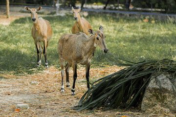 Fototapeta premium Nilgai Deer standing in a quiet forest surrounded by trees and grass