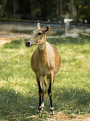 Fototapeta premium Nilgai Deer standing in a quiet forest surrounded by trees and grass