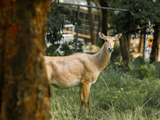 Nilgai Deer standing in a quiet forest surrounded by trees and grass