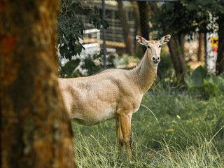 Nilgai Deer standing in a quiet forest surrounded by trees and grass
