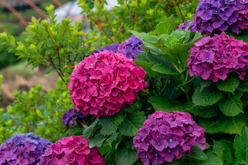 赤い紫陽花