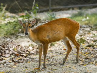 A young deer stands alone in the middle of a forest in a zoo.