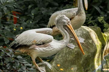 Pelecanus philippensis stands on the edge of a pond in the middle of nature.