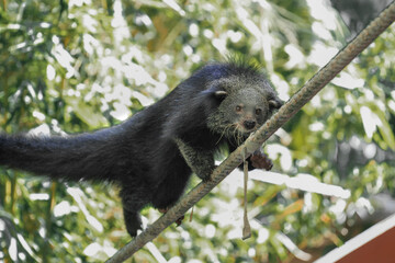 Paradoxurinae climbing on a rope in a zoo show.