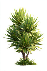 Sculptural yucca tree stands tall, projecting natural beauty