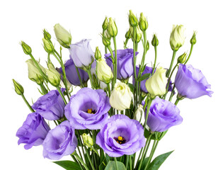 Soft Purple Lisianthus Flowers in Bloom Isolated on Transparent Background PNG