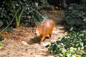 Capybara live in a natural forest setting