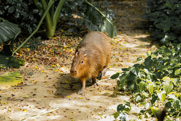 Capybara live in a natural forest setting