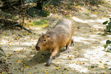 Capybara live in a natural forest setting