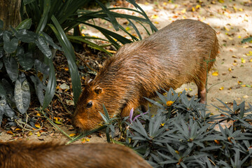 Capybara live in a natural forest setting