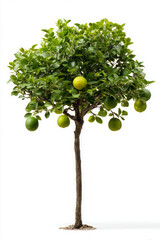 Citrus tree with round fruits is fresh and isolated on white background