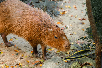 Capybara live in a natural forest setting