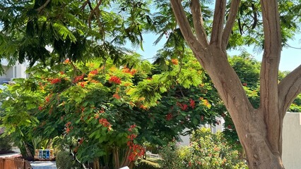 Sunny resort beach with palm tree at the coast shore of Red Sea in Sharm el Sheikh, Sinai, Egypt,...